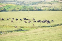 Valea Hârtibaciului